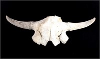 Extinct Bison Occidentalis Skull