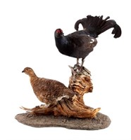 Black Grouse Pair Taxidermy Mount