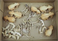 Vintage Clean Small Animal Skulls &  Bones Lot