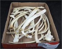Vintage Clean Animal Long Rib Cage Bones Lot
