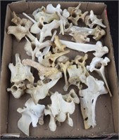 Vintage Clean Animal Back Vertebrae Bones Lot