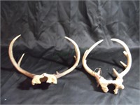 2 Antlers Sets