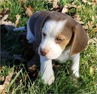 BEAGLE - M- 10-07-2017