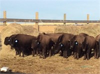 Brownotter Buffalo Ranch Annual Production Auction