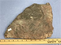 Fossil plate specimen with various invertebrates 1
