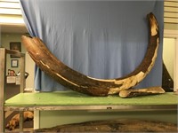 Largest mammoth tusk we've ever had the opportunit