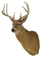 WHITETAIL DEER TAXIDERMY MOUNT, 8 POINTS