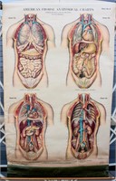 1918 American Frohse Anatomical Pull Chart Plate 6