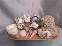 Assorted Coral & Sea Shells -Tray Not Included