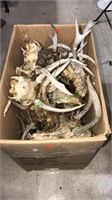 Box lot of antlers with the deer skulls attached