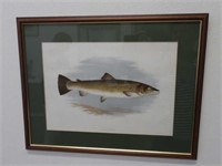 Antique print Bull Trout with accompanying