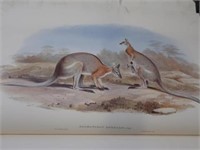 John Gould's Family of Kangaroos