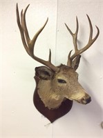 Vintage Taxidermy 10pt mule deer shoulder mount