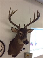 Nice 12 point buck shoulder mount taxidermy