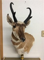 Nice taxidermy antelope shoulder mount