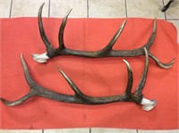 Elk Shed ready to be mounted