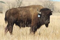 Blue 93 - 2YO Breeding Bull, Choice