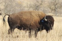 Blue 186 - 2YO Breeding Bull, Choice
