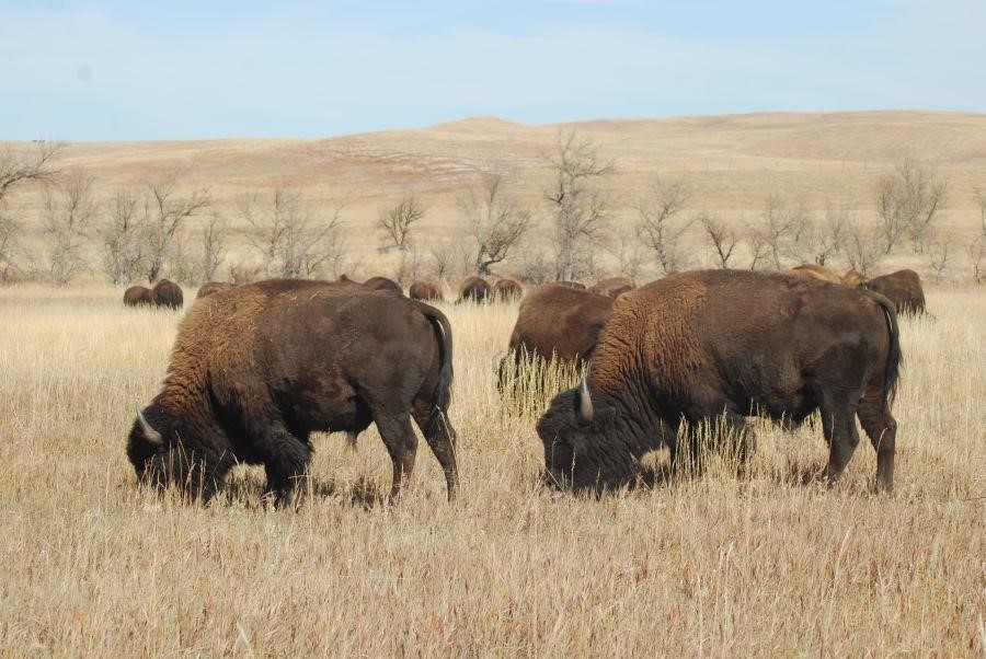 52nd Annual Custer State Park Fall Classic Bison Auction