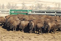 Bull Calves - Gate Cut at Loadout