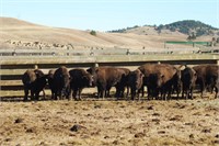 Heifer Calves - Gate Cut at Loadout