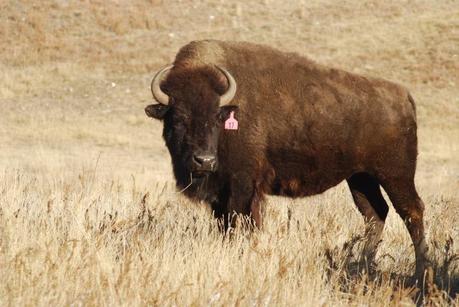 52nd Annual Custer State Park Fall Classic Bison Auction
