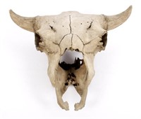 Large Alberta Taxidermy Buffalo Skull