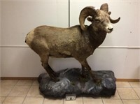 Very well done full bighorn ram taxidermy can be