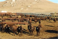 777 Ranch 3rd Annual Production and Breeding Bull Auction