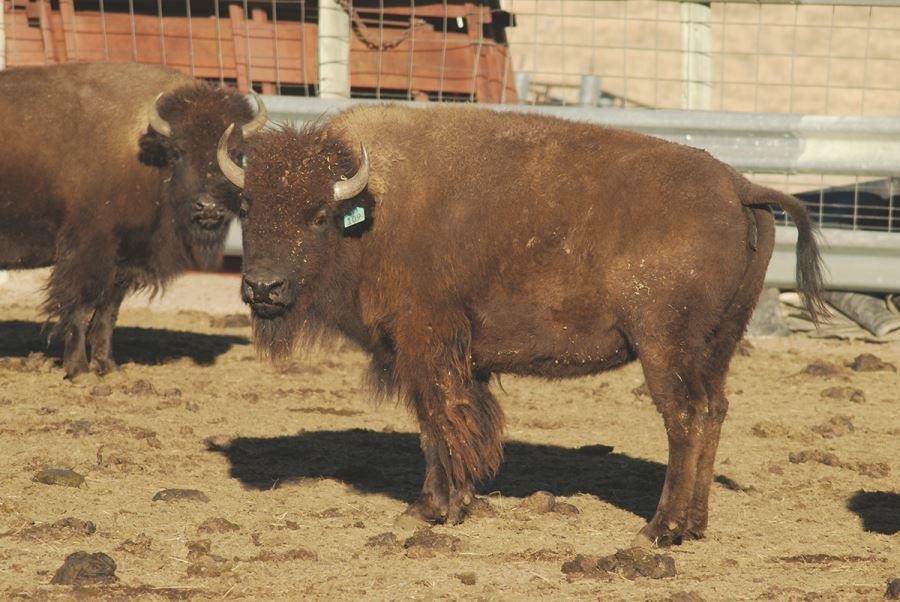 777 Ranch 3rd Annual Production and Breeding Bull Auction