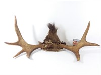 Panache d'orignal - Moose antlers
