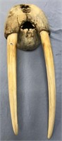 Fossilized ivory scrimshawed walrus head mount   o