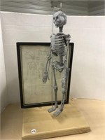 Hanging skeleton with framed information diagram