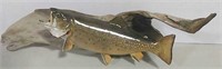 Brook trout mount on driftwood