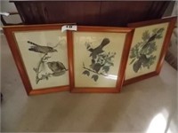 Three framed Audubon prints, 19" x 24" each