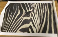 Zebra cloth poster