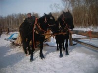 2 -Black Canadian/Percheron cross horses,