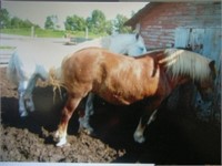 Approx. 23 yr old Belgian cross mare,