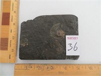 AMMONITE EMBEDDED IN OIL-BEARING SHALE FROM
