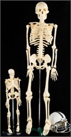 2 Small Model Skeletons on Stands