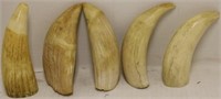 5 RAW WHALES TEETH, 5 1/2" TO 6" HIGH.  SHIPPING