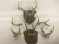 5 Sets of Deer Antlers