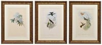 (3) GOULD HAND-COLORED LITHOGRAPHS HUMMINGBIRDS