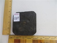 AMMONITE EMBEDDED IN OIL-BEARING SHALE FROM
