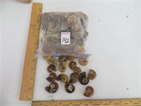BAG OF GONIATITES (1 INCH) FROM MOROCCO