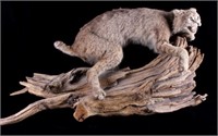 Montana Bobcat Trophy Full Mount on Wood Stand