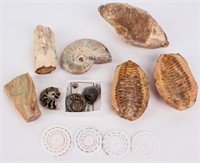 Fossil Ammonites Trilobites Petrified Wood Shells