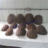 12 Turtle shells
