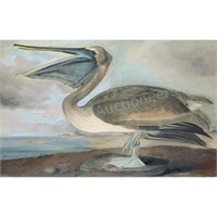 Oppenheimer Audubon Brown Pelican, Young