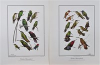 Two Don R. Eckelberry Ornithological Prints